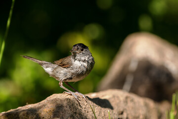 Eurasian blackcap (Sylvia atricapilla) sitting on a rock in spring.