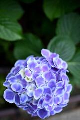 梅雨に鮮やかな紫陽花