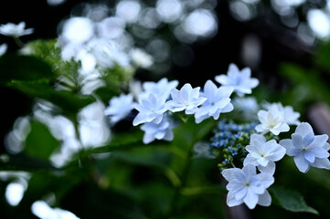 梅雨に鮮やかな紫陽花