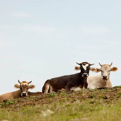 The three cows, Armenia