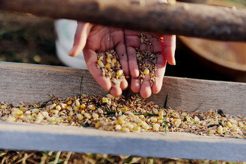 Women's hands close up putting grain, oats, and other good-for-natured organic feed into the bird...