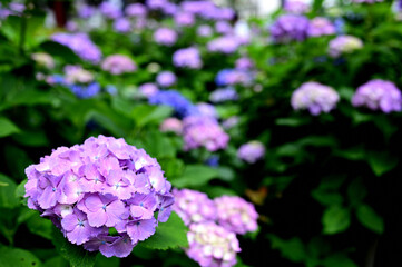 梅雨に鮮やかな紫陽花
