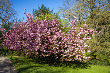 Japanese cherry blossom in spring