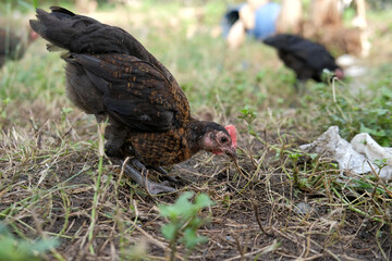 A group of chickens on the farm, organic chicken farm concept