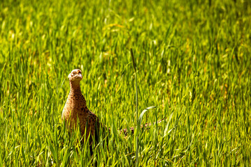 one female pheasant in a green field with wheat on a sunny day, against the sun. Countryside farming.