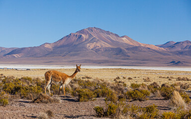 Wild Vicuna (Vicugna vicugna) on the high altitude plateau of the Altiplano in the north of Chile
