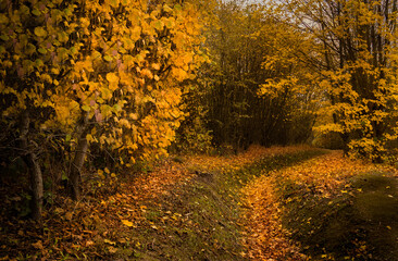 Fototapeta premium autumn in the woods