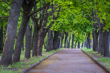 Alley in the spring park. Green young foliage of maples