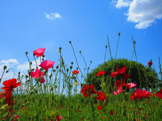 晴れた日のポピー畑