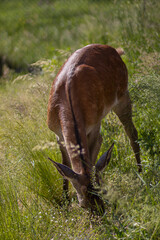 Młody jeleń pasie się na łące © neskama