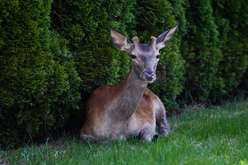 Portret młodego jelenia © neskama