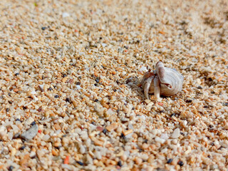 hermit crab on the beach