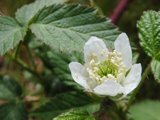 White Flower Blackberry garden. Flower of European blackberry - Rubus fruticosus. Organic Gardening.