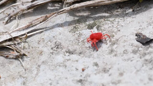 Mite, chiggers, red bugs, scrub-itch mites, berry bugs,