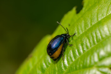 insectologie of a leaf beetle isolated close up