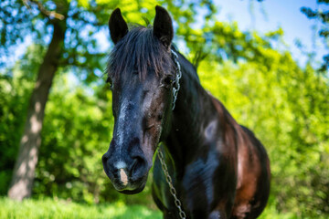 Black country horse posing for the camera in the green lawn