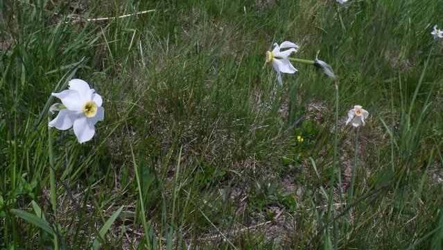 daff, narcissus, polyanthus, daffodil, Narcissus po&euml;ticus,