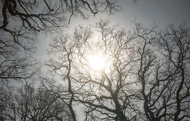 Sun and trees