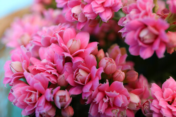 Kalanchoe flowers, close up and selective focus