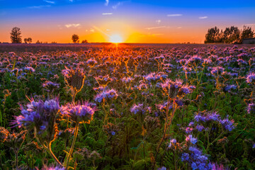 field of flowers at sunset
