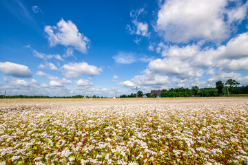 field and blue sky