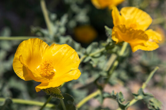 Glaucium flavum – Yellow Horned-poppy. Wild Flowers