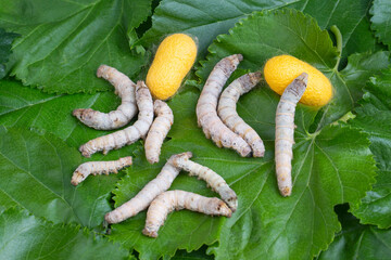 The silkworm is the larva or caterpillar of the domestic silkmoth, Bombyx mori. It is an...