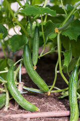 Part of a cucumber plant with flowers, fruits, leaves and stems in a greenhouse