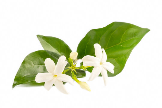 Fragrant jasmine plant flower, Scientific name; jasminum sambac