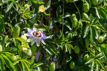 Close up passiflora. Passion Flower (Passiflora caerulea) leaf in tropical garden. Beautiful passion fruit flower or Passiflora (Passifloraceae).