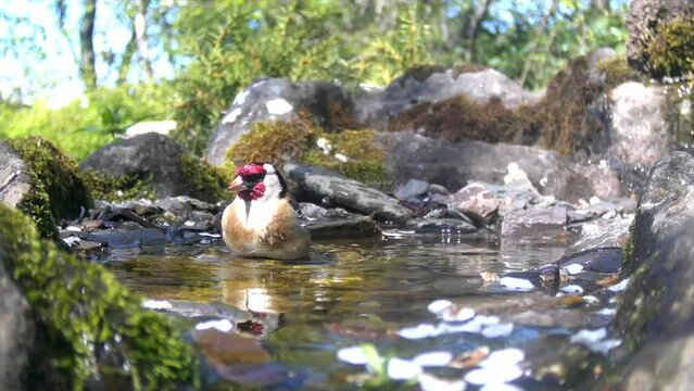 Stieglitz&nbsp;(Carduelis carduelis)