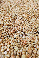  Close up of coffee beans for background                                                               