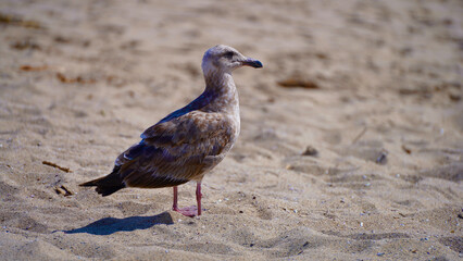 seagull observing