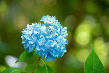 Hydrangea