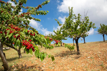 Fototapeta na wymiar Fresh cherry fruit in cherry tree, Spil mountain - Turkey