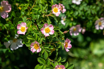 Dog rose Rosa canina light pink flowers in bloom on branches, beautiful wild flowering shrub, green leaves. Wild rose plant.