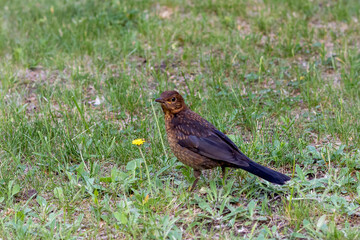 Obraz premium A female of the common thrush Turdus merula close-up in a clearing with green grass.