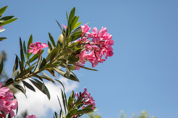The oleander (Nerium oleander) is an evergreen woody plant