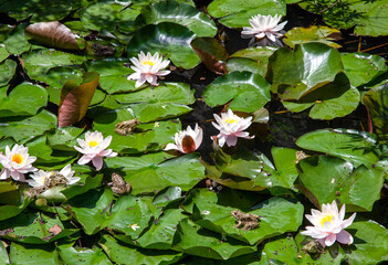 Pond with lilies and frogs - 509753318
