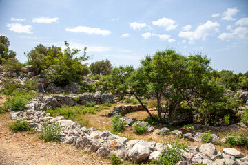 Ancient olive trees forest - 509753330
