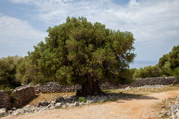 Ancient olive trees forest - 509753344