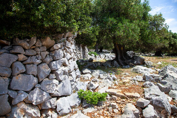 Ancient olive trees forest - 509753357