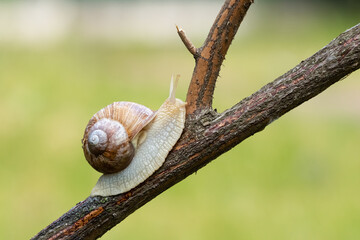 A grape snail crawls along a branch of an ornamental rose in the garden.Pest control concept.