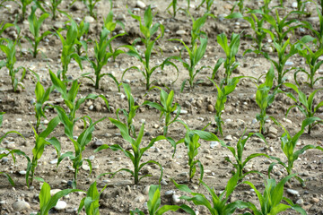 green field