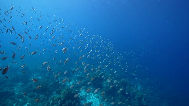 4K 120 fps Super Slow Motion: Seascape with School of Fish, Chromis in the coral reef of the Caribbean Sea, Curacao