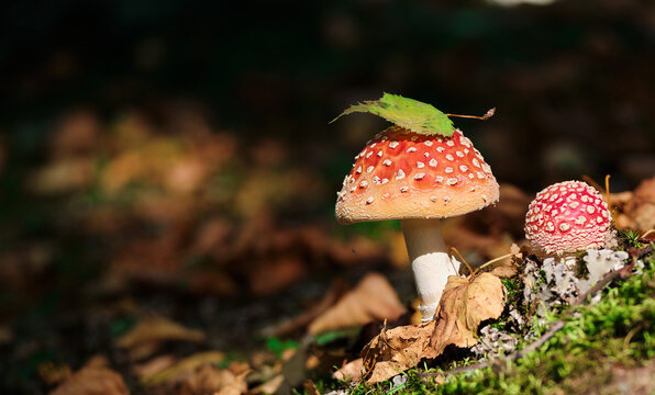 Two bright red fly agarics with funny green leaf on their heads against soft dark background in forest.