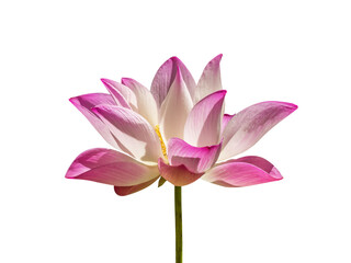 Obraz na płótnie Canvas lotus flower on white backround