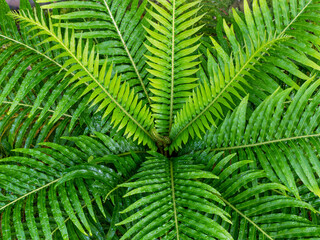 Naklejka na ściany i meble large fern fronds surround small leaves
