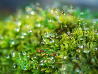 Fototapeta na wymiar nice macro detail of water drop on leaf or green fern