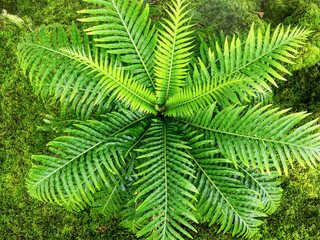 Fototapeta na wymiar large fern fronds surround small leaves